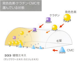 発色色素・ケラチン・CMCを運んでいる状態