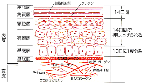 ターンオーバーのしくみ